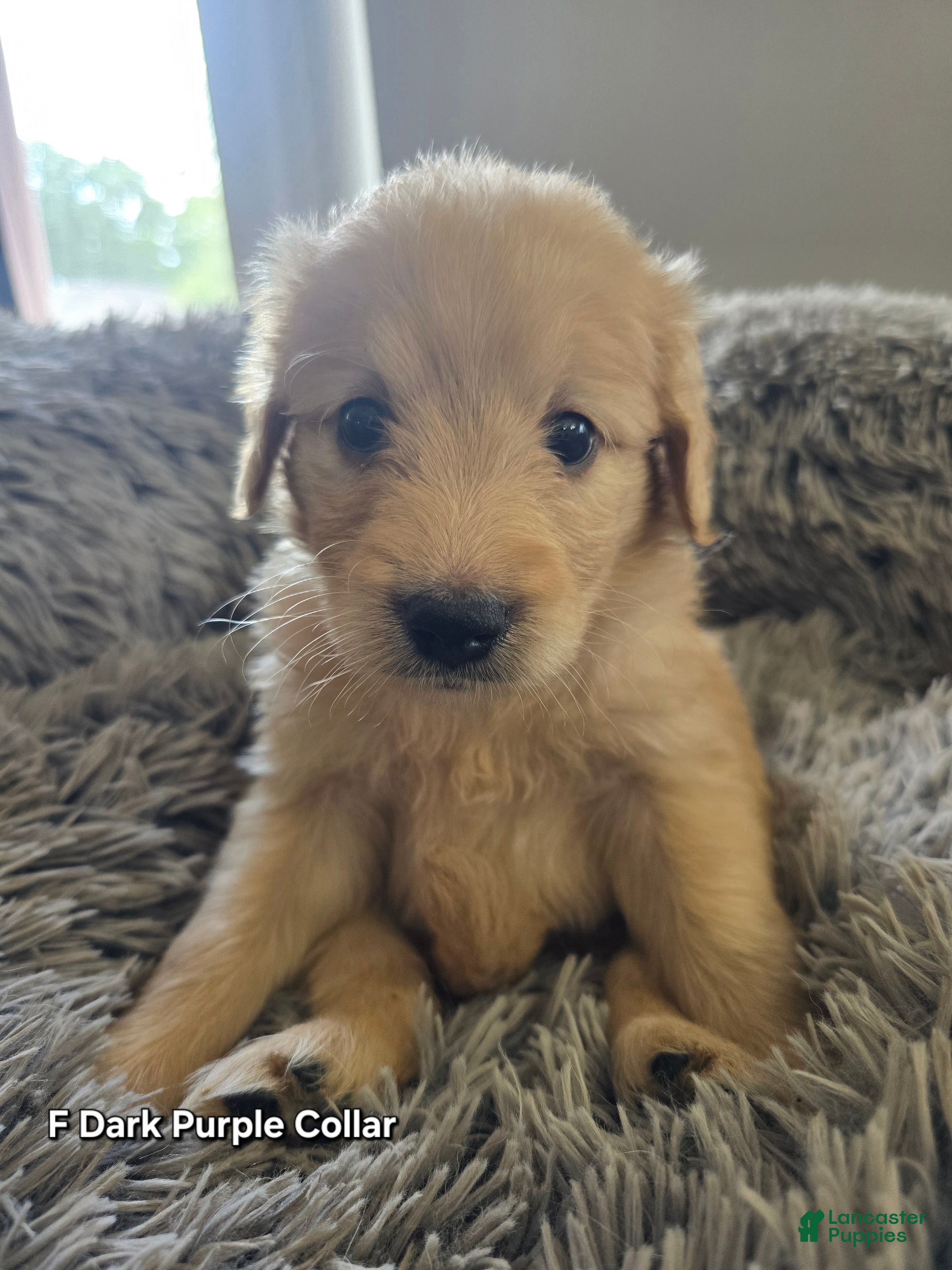Goldendoodle dogs Goldendoodle Puppy 10 - Ad 26