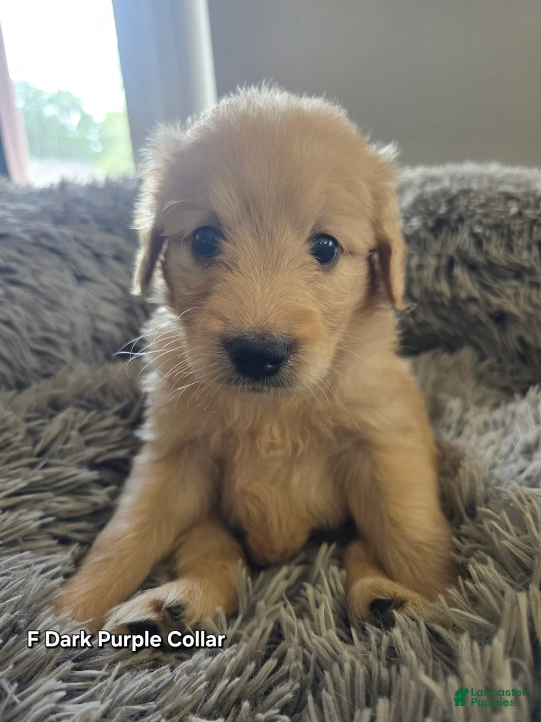 Goldendoodle dogs for sale: Goldendoodle Puppy 10 - Ad 1