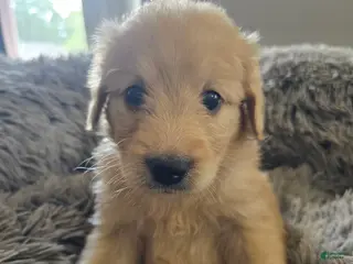 Goldendoodle dogs Goldendoodle Puppy 10 - Ad 30
