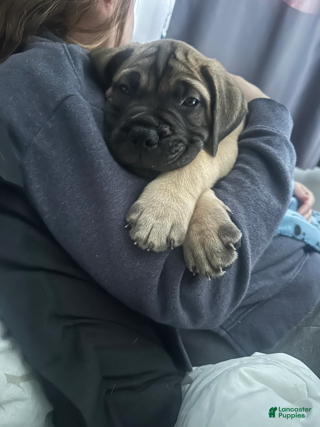 Bullmastiff dogs for sale: Greta - Ad 2