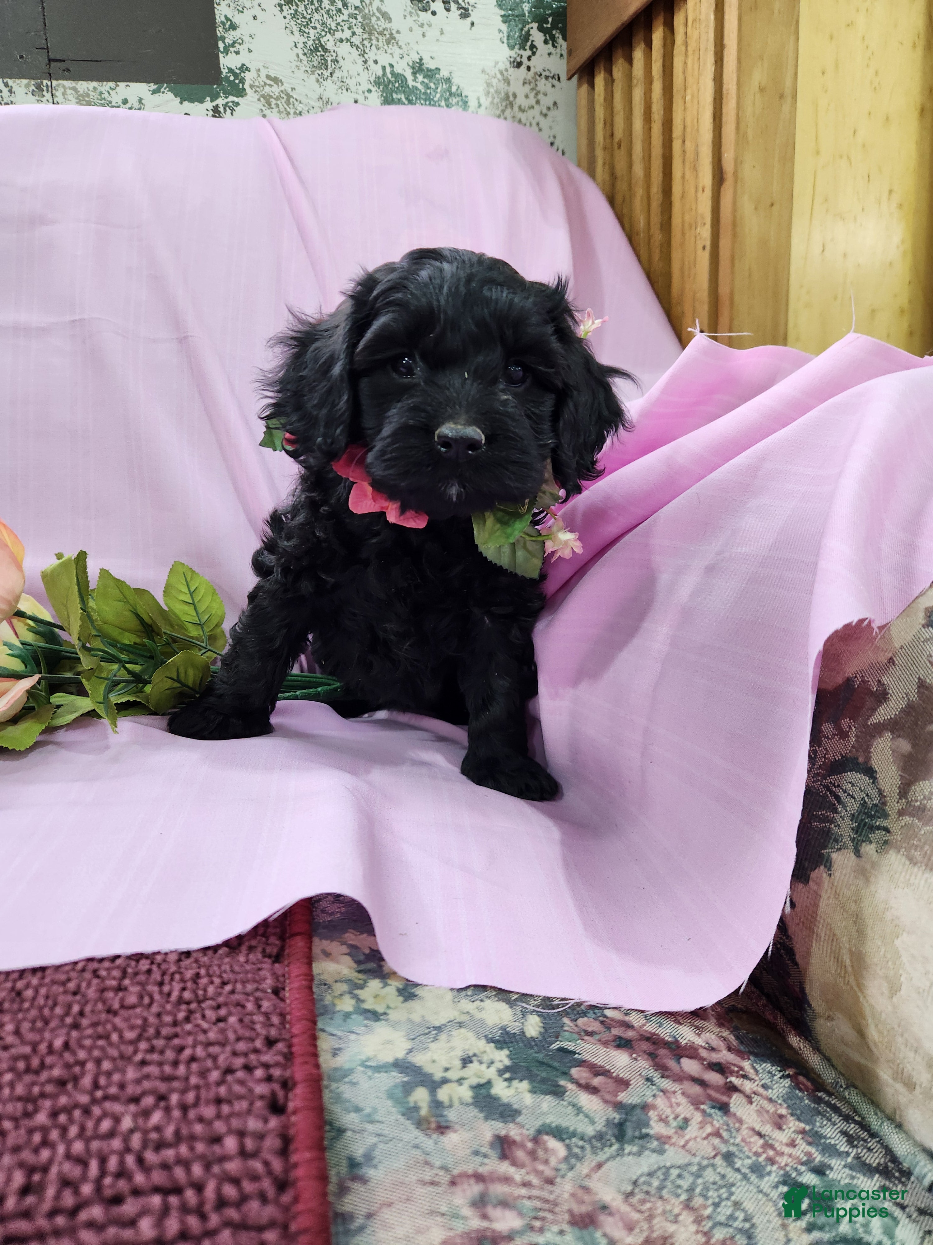 Mixed Breed dogs Lori - Ad 2