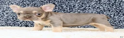 French Bulldog dogs for sale: Blaire - Ad 7