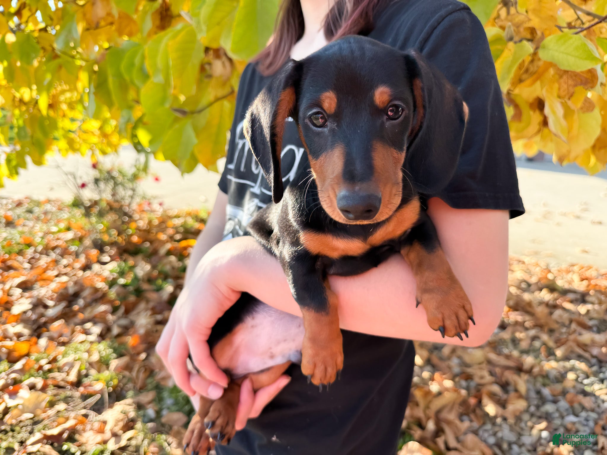 Miniature Dachshund dogs for sale: Tucker - Ad 1