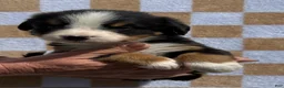 Bernese Mountain Dog dogs for sale: Pink - Ad 2