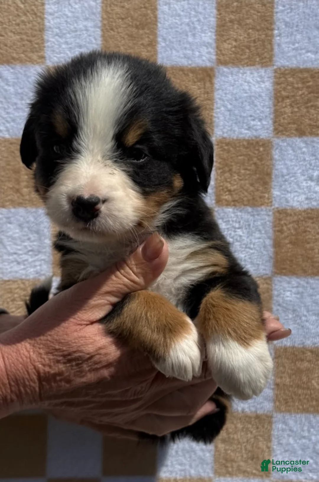 Bernese Mountain Dog dogs for sale: Pink - Ad 2
