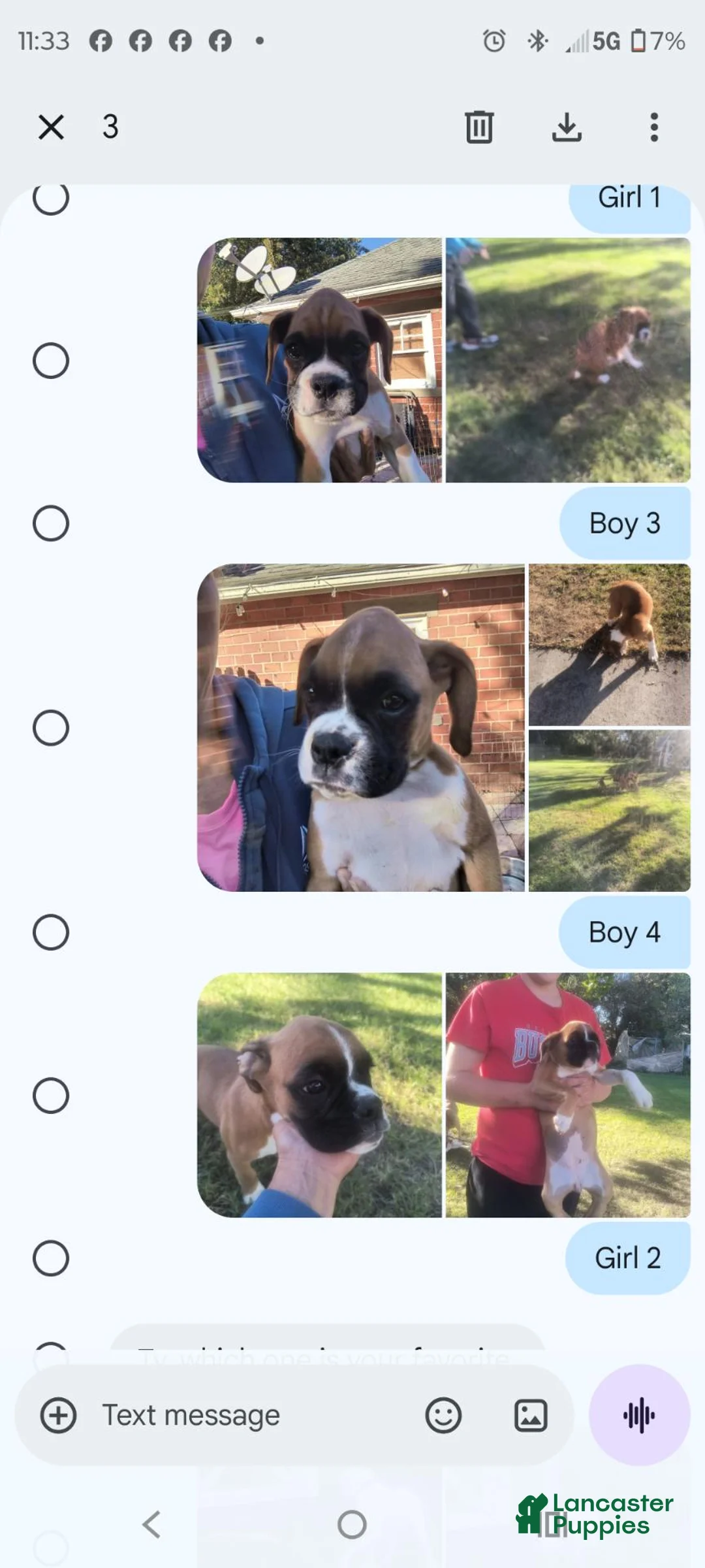 Boxer dogs for sale: Boxer 4 - Ad 5