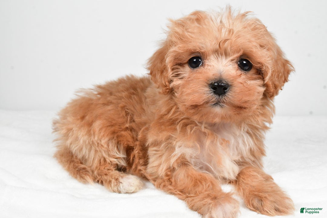 Maltipoo dogs for sale: Brittany - Ad 6