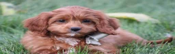 Cavapoo dogs for sale: Balie - Ad 6