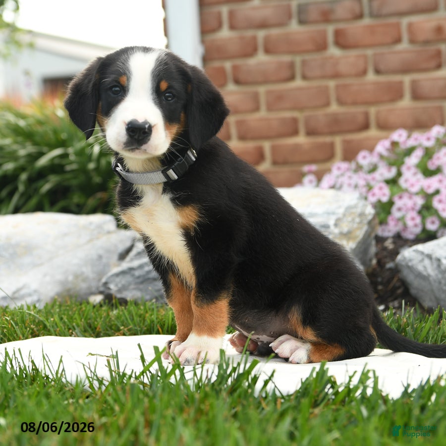 Greater Swiss Mountain Dog dogs Pilot - Ad 2
