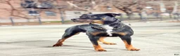 Mixed Breed dogs for sale: Blu - Ad 3