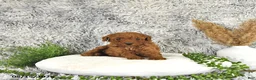 Toy Poodle dogs for sale: Jaxon - Ad 4