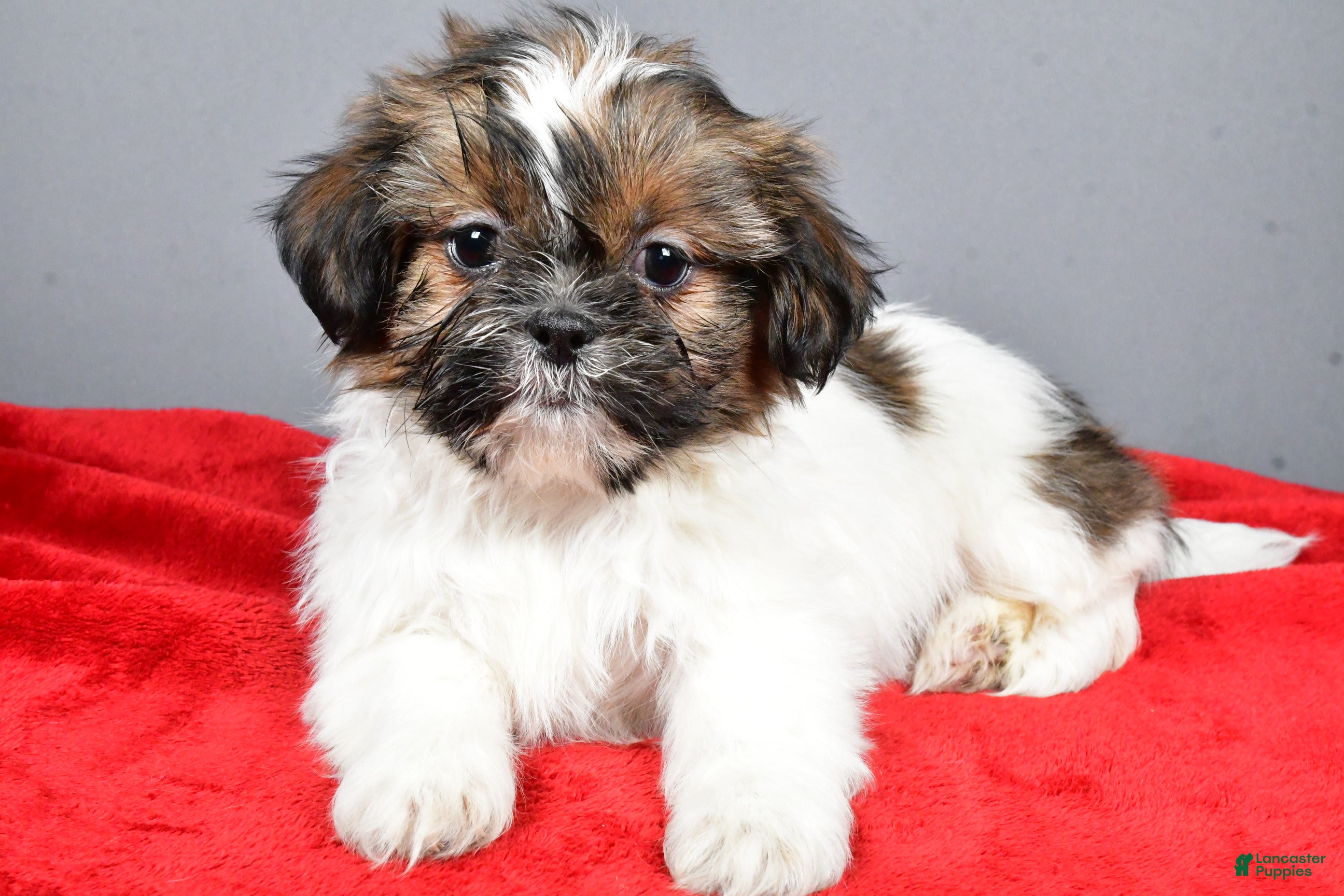 Shih Tzu dogs Maple - Ad 12