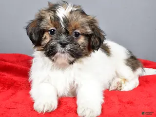Shih Tzu dogs Maple - Ad 28