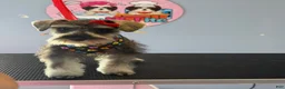 Miniature Schnauzer dogs for sale: Miniature Schnauzer 1 - Ad 18