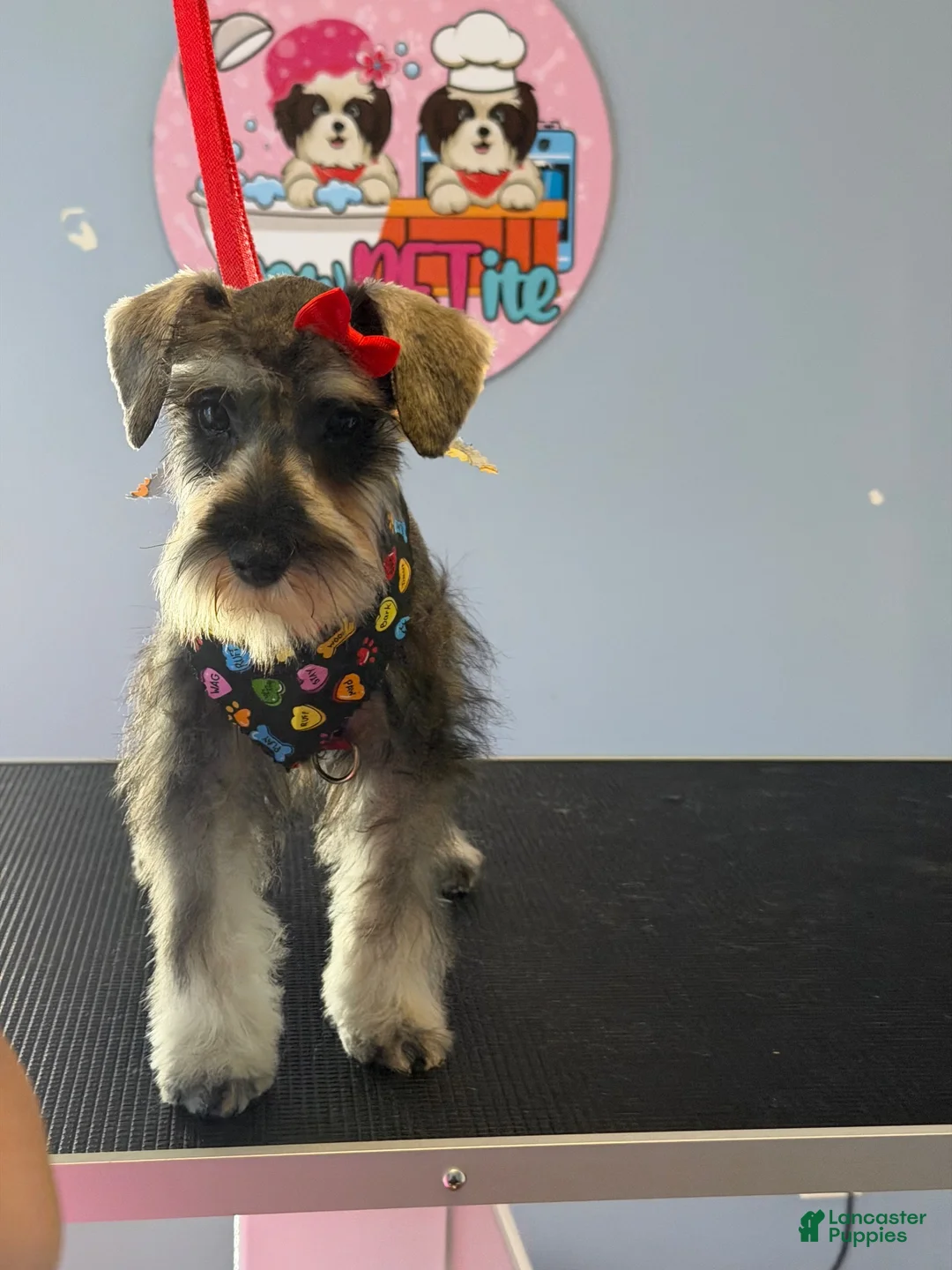 Miniature Schnauzer dogs for sale: Miniature Schnauzer 1 - Ad 18