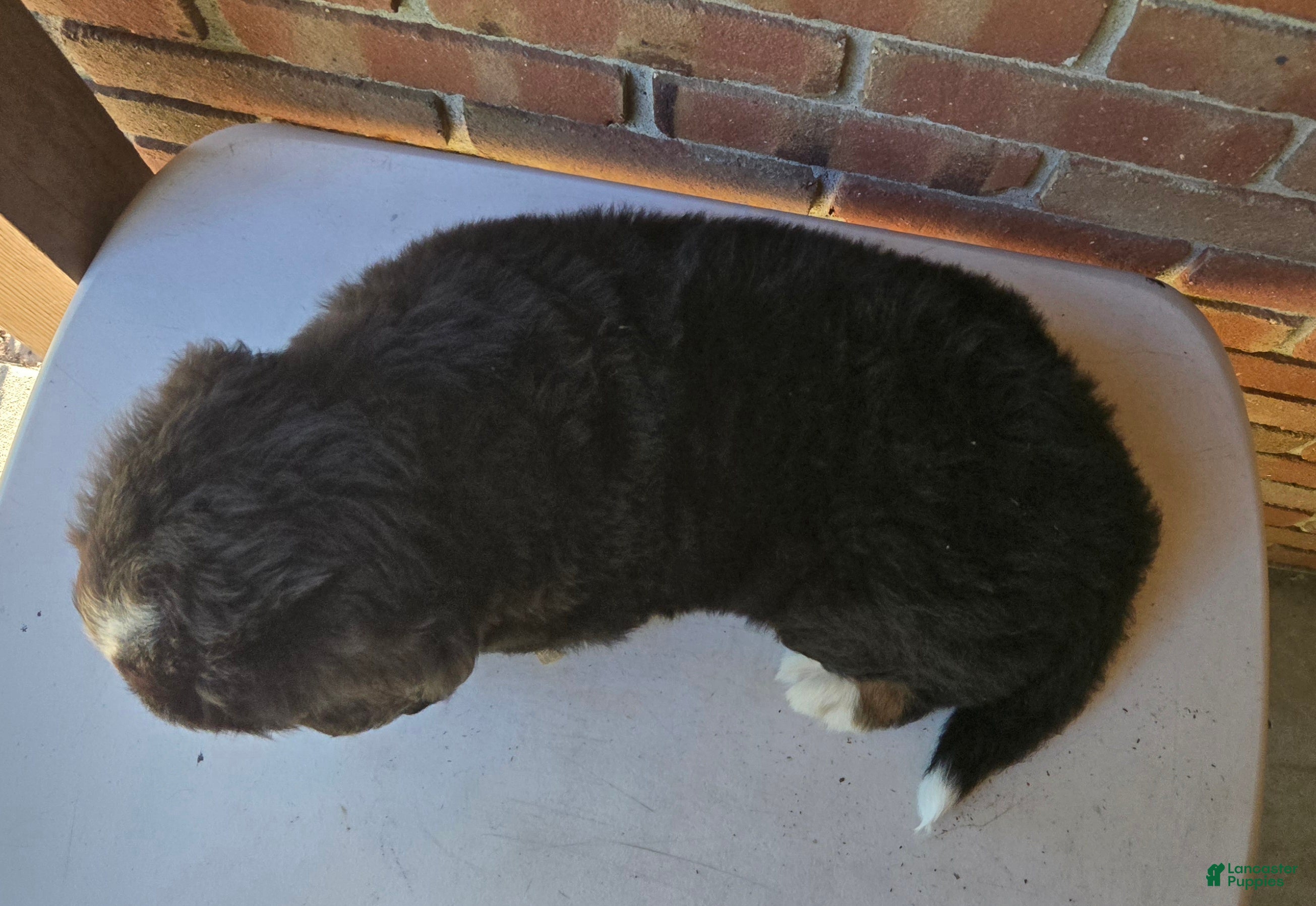 Bernese Mountain Dog dogs Bernese Mountain Dog 1 - Ad 2