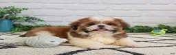 Shih Tzu dogs for sale: Fox  - Ad 2