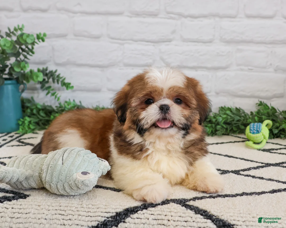 Shih Tzu dogs for sale: Fox  - Ad 2