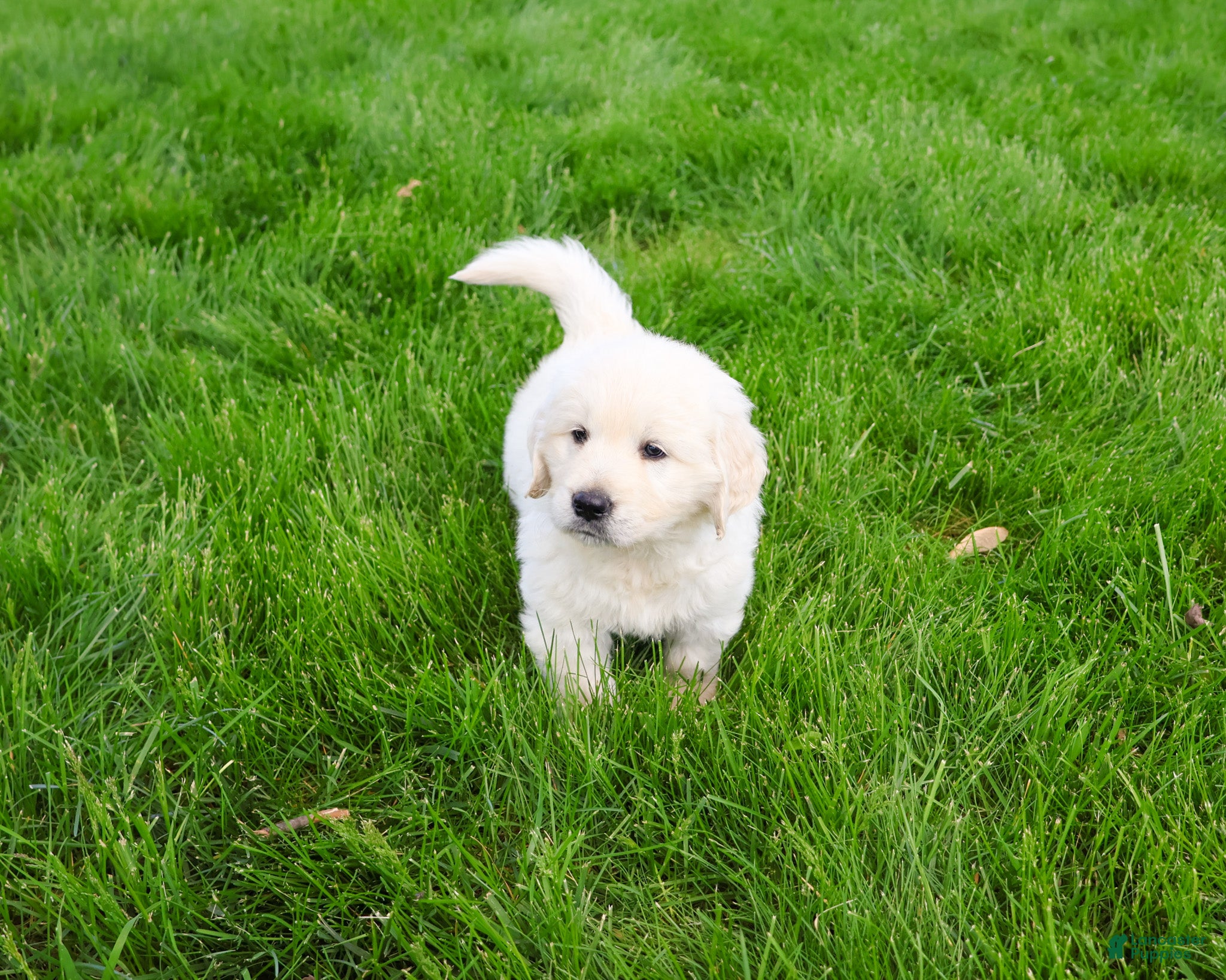 Golden Retriever dogs Zachary  - Ad 25
