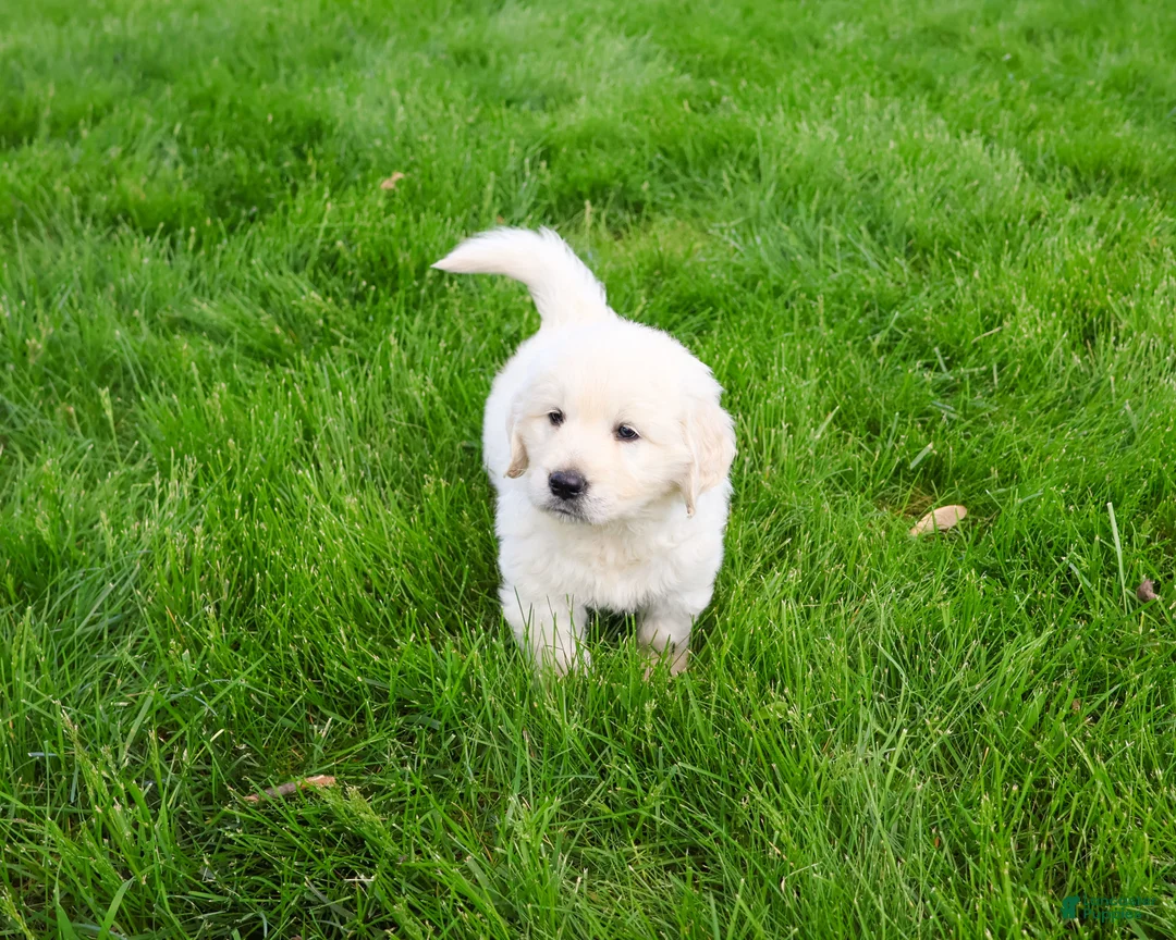 Golden Retriever dogs for sale: Zachary  - Ad 1