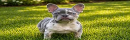 French Bulldog dogs for sale: Poppy - Ad 3