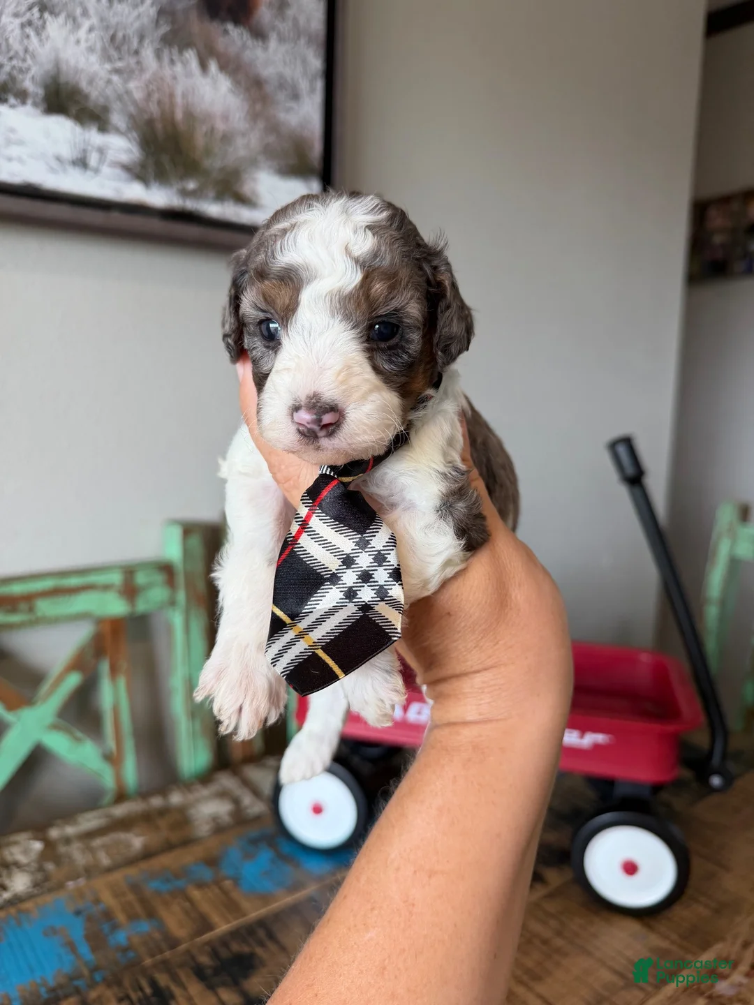 Miniature Poodle dogs for sale: Akc Clear 🧬 tested Blue Merle Phantom Parti Boy - Ad 2
