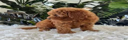 Mini Goldendoodle dogs for sale: Adalee - Ad 5