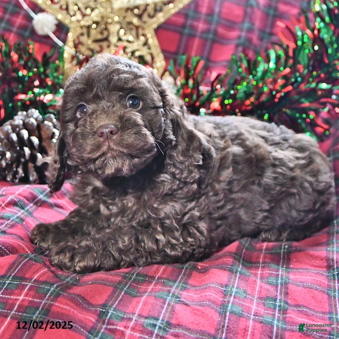 Miniature Poodle dogs for sale: Breanna - Ad 1