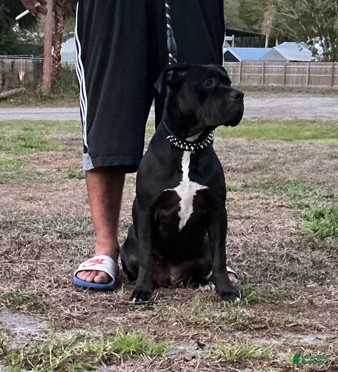 American Bully dogs American Bully Puppy 1 - Ad 2