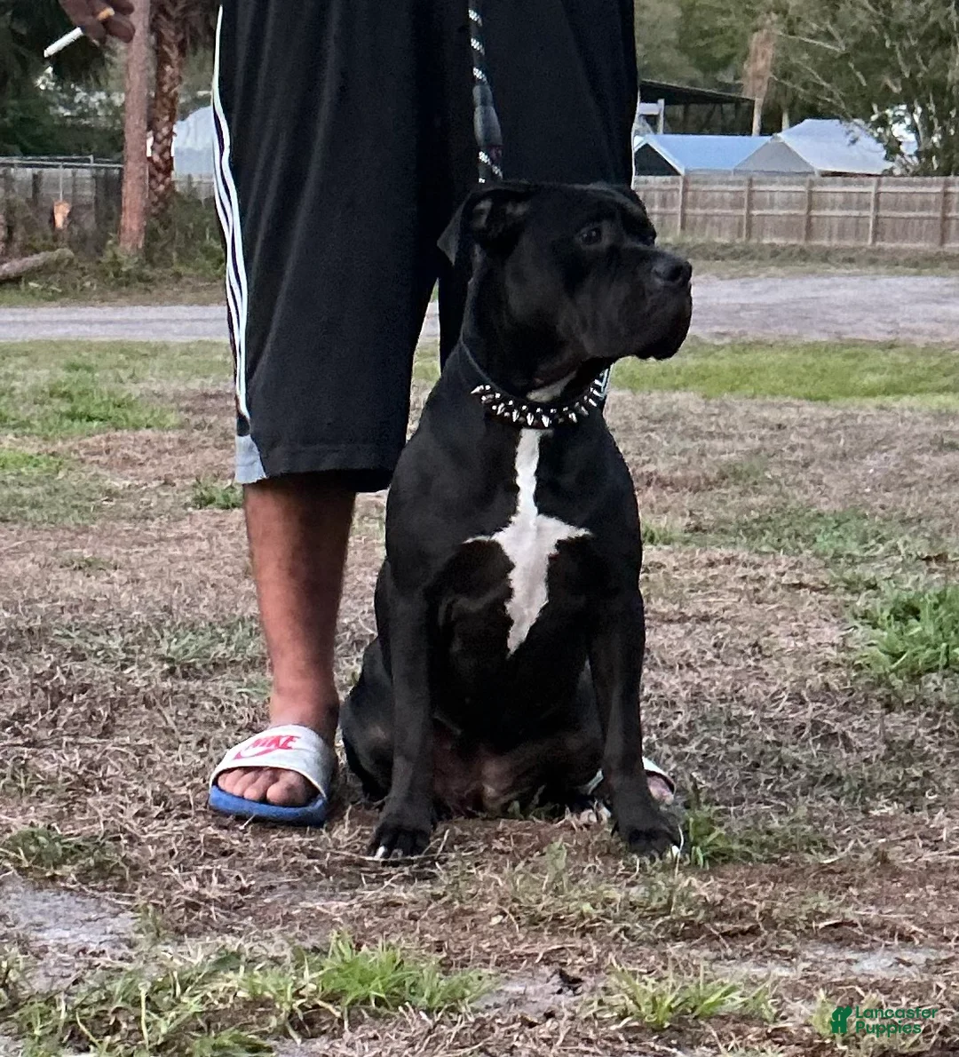 American Bully dogs for sale: American Bully Puppy 1 - Ad 2