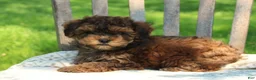 Havapoo dogs for sale: Tiny - Ad 1