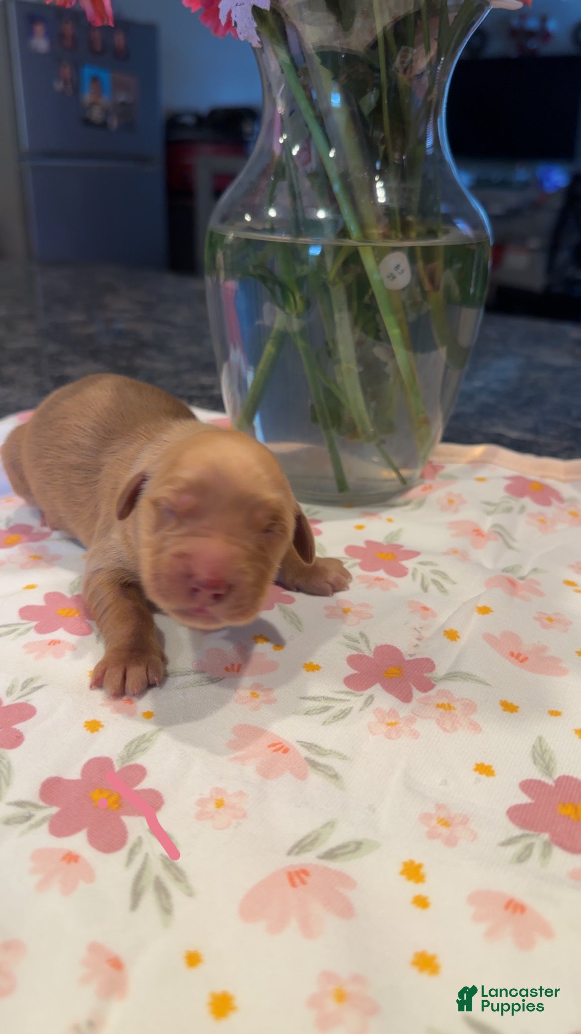 Golden Retriever dogs Pink - Ad 5