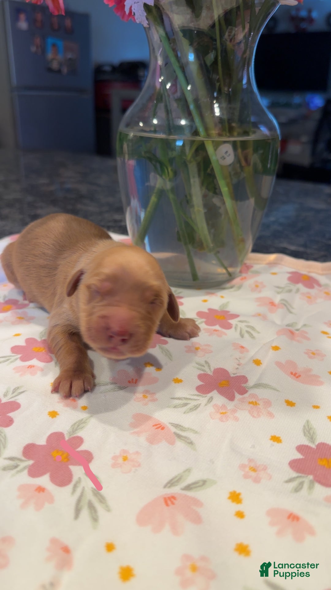 Golden Retriever dogs for sale: Pink - Ad 1