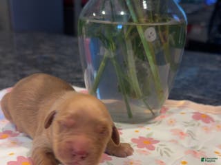 Golden Retriever dogs Pink - Ad 18