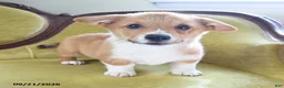 Welsh Corgi Pembroke dogs for sale: Cheif - Ad 4
