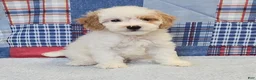 Mini Goldendoodle dogs for sale: Mini Goldendoodle white male  - Ad 3