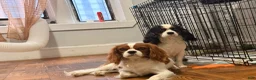 Cavalier King Charles Spaniel dogs for sale: princess - Ad 17