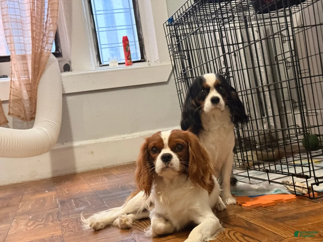 Cavalier King Charles Spaniel dogs for sale: princess - Ad 17