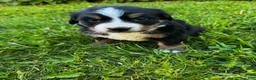Bernese Mountain Dog dogs for sale: Annie - Ad 13