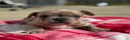 French Bulldog dogs for sale: Lilac Merle French Bulldog Puppy 2 - Ad 2