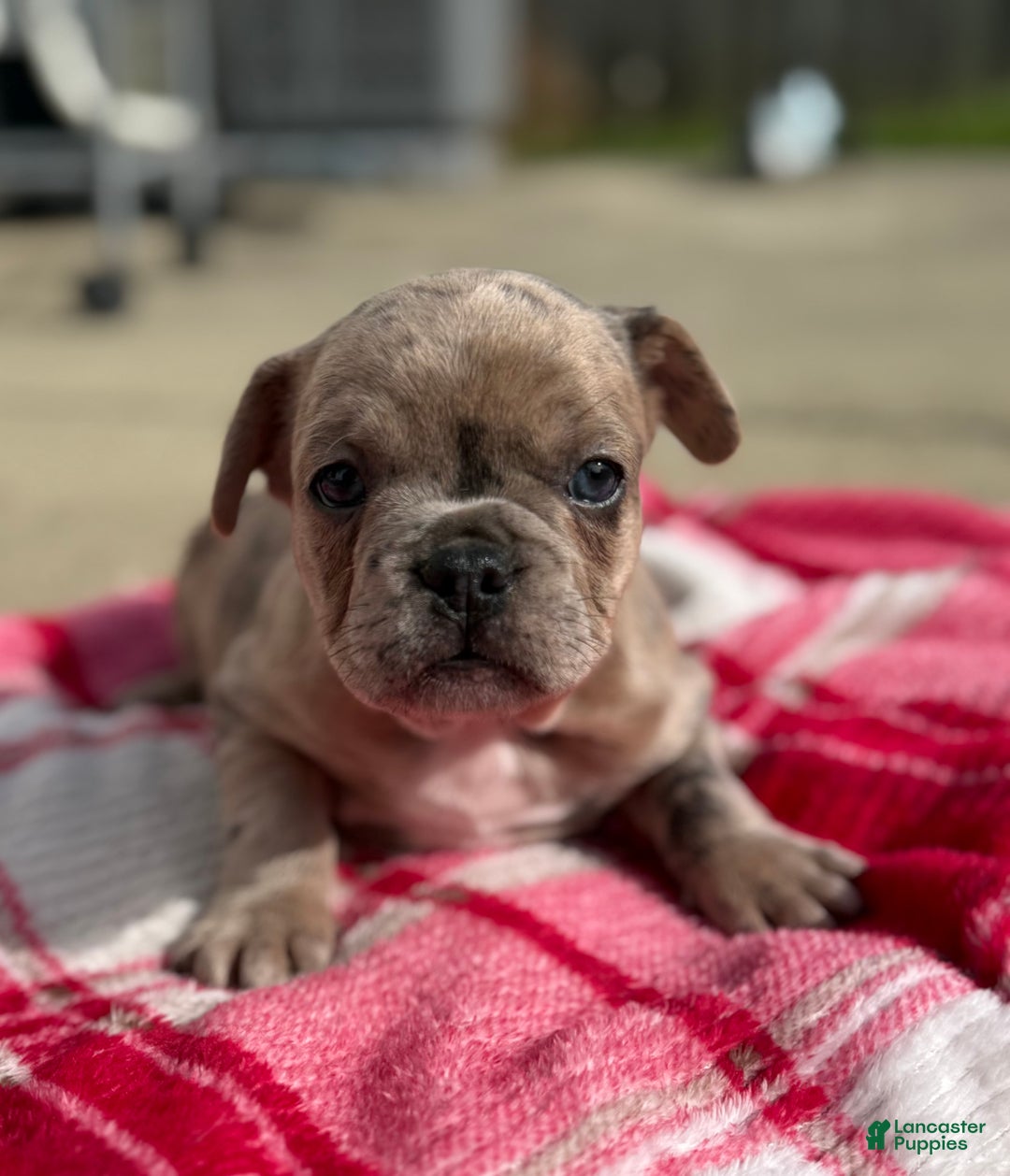 French Bulldog dogs for sale: Lilac Merle French Bulldog Puppy 2 - Ad 2