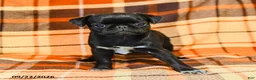 Pug dogs for sale: Betty    - Ad 5