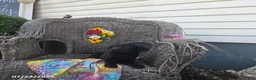 Labrador Retriever dogs for sale: Kristy - Ad 4