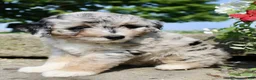 Mini Aussiedoodle dogs for sale: Petunia - Ad 4