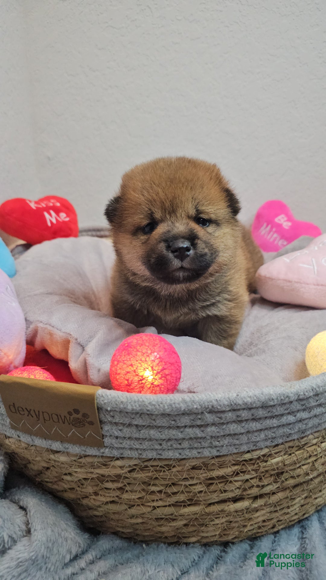 Shiba Inu dogs for sale: Rin - Ad 7