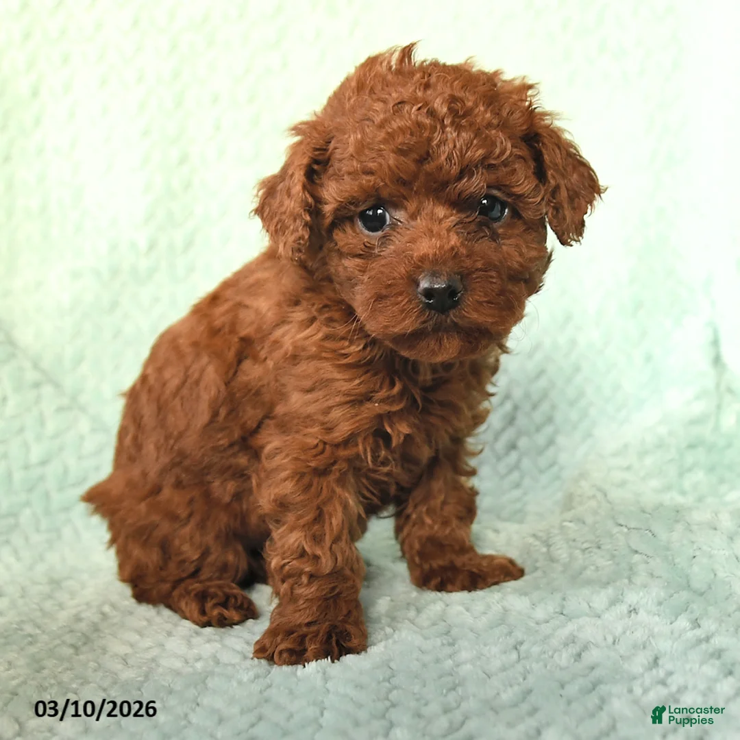 Toy Poodle dogs for sale: Nora - Ad 2