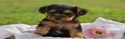 Yorkiepoo dogs for sale: Yorkiepoo 5 - Ad 5