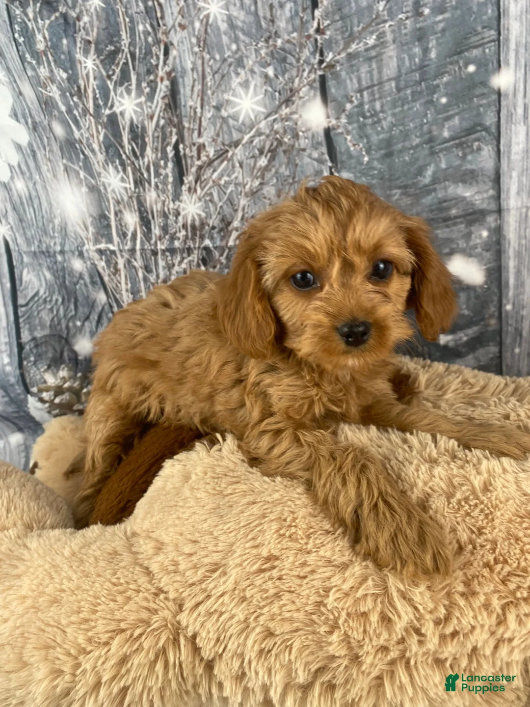 Cavapoo dogs for sale: Mabel - Ad 3