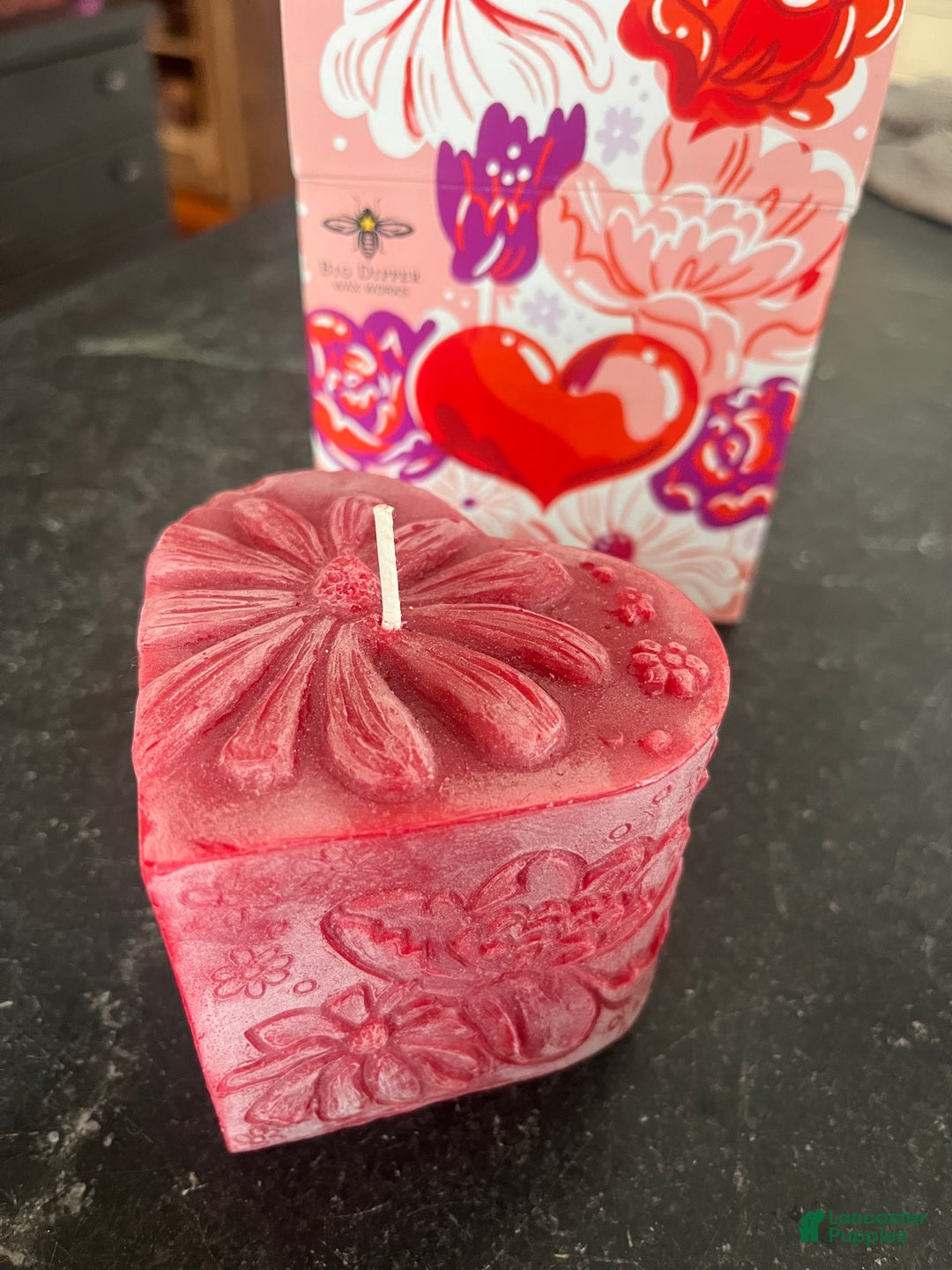 Greater Swiss Mountain Dog dogs for sale: Vera🐾❤️AKC Hip Cert🐾❤️Call 717-859-8731 - Ad 7