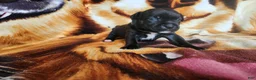 Staffordshire Bull Terrier dogs for sale: Gio - Ad 3